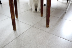 [Paw] Spring@Floor when mom was tailoring, Home_1600