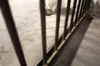 [Paw] Spring@Outside Gate, Home_1600