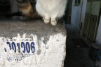 [Paw] Spring@Outside, Home_1600