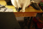 [Paw] Spring@Sewer, Home_1600