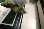 [Paw] Spring@Table with good news, Home_1600