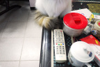 [Paw] Spring@Table with snacks, Home_1600