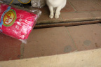 [Paw] Unknown@Cuc Phuong Store-1_1600