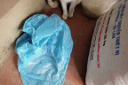 [Paw] Unknown@Cuc Phuong Store-2_1600