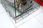 [Paw] Unknown@HK Restaurant_1600