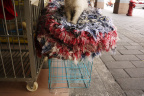 [Paw] Unknown@Longjinroad, pet shop_1600