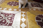 [Paw] Unknown@Shampoo Shop, Lang Ong, Hanoi_1600