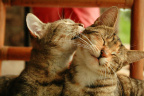 Kiss-2