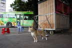 GZ Cat