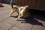 GZ Cat