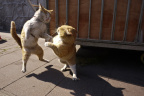 GZ Cat