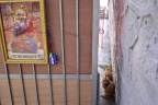 GZ Cat