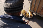 GZ Cat