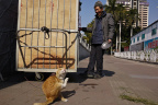 GZ Cat