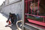 GZ Cat