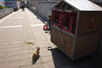 GZ Cat