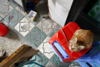 GZ Cat