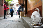 GZ Cat