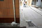 GZ Cat
