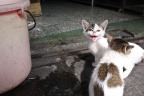 GZ Cat