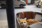GZ Cat