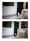 [My family album-o] Spring-21
