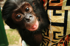 Ombwe