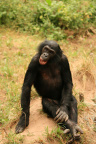 Tchilenge