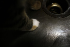 How to water a cat-8