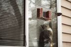 Cat-sitting vs. bird-feeding-7