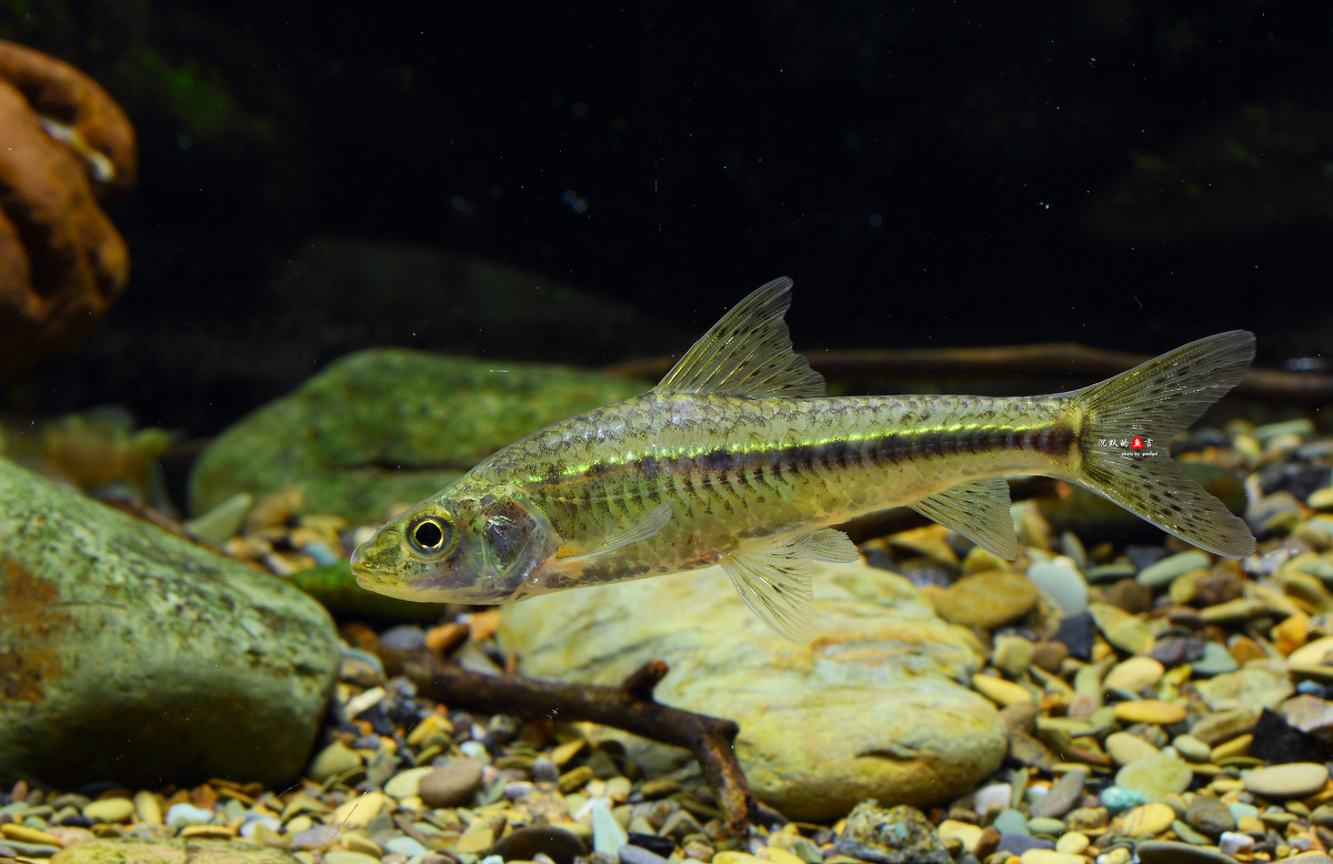 点纹银鮈(清2015库存) - 原生鱼, 四川广元, 水族摄影 - 沉默的鱼言 - 图虫摄影网