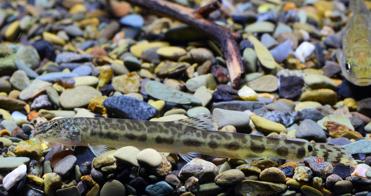 我发誓,这两只花鳅真的是一个小溪里采的。。。 - 原生鱼, 四川广元, 水族摄影 - 沉默的鱼言 - 图虫摄影网