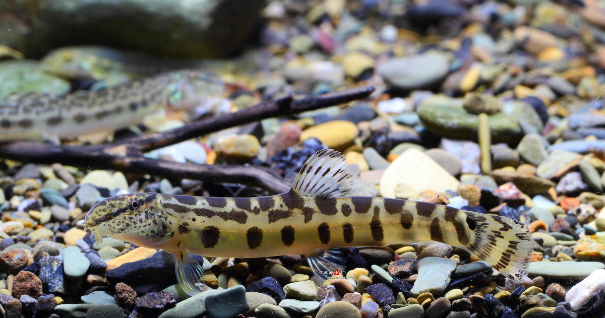 我发誓,这两只花鳅真的是一个小溪里采的。。。 - 原生鱼, 四川广元, 水族摄影 - 沉默的鱼言 - 图虫摄影网