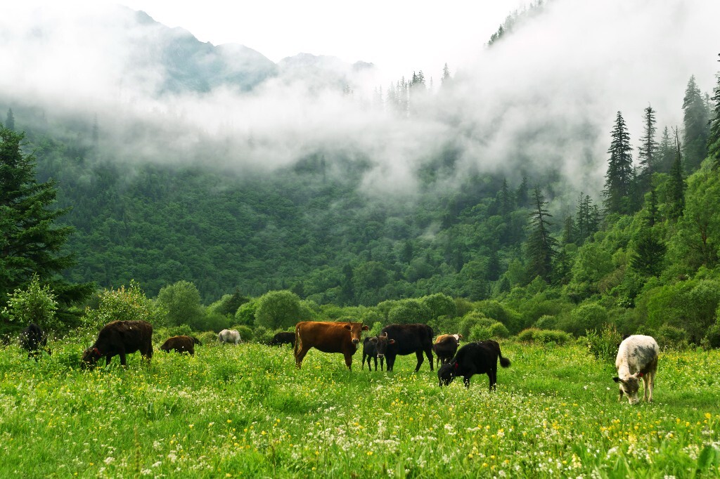 是早晨的时候,山间云雾缭绕,牛儿悠闲自在的吃着青草,草地上开满各种