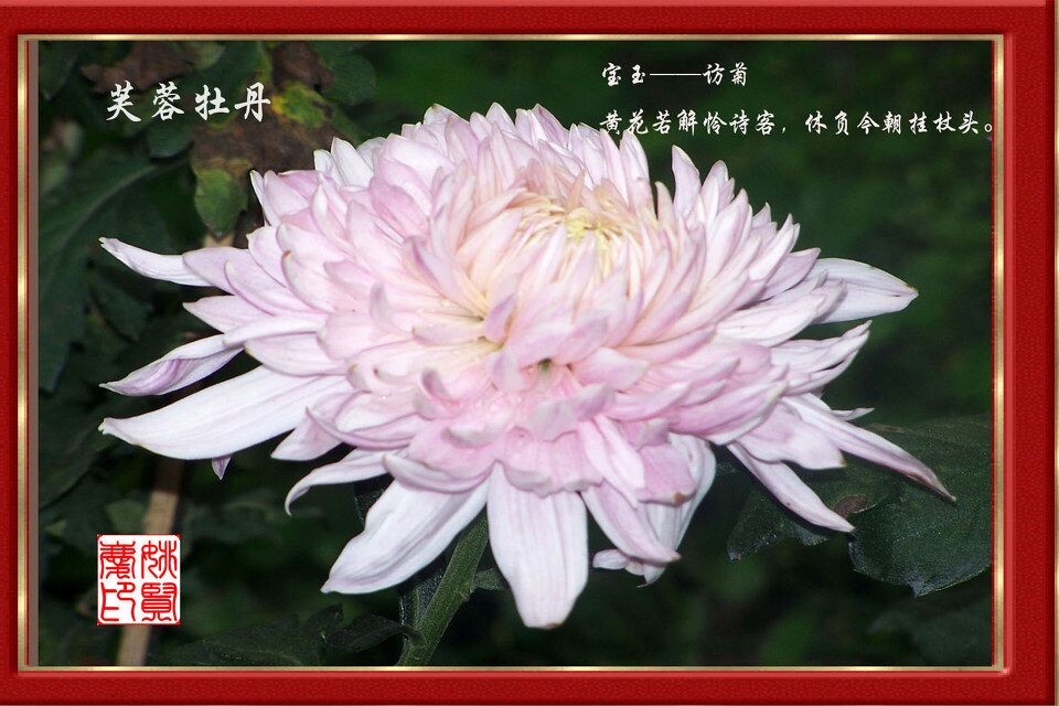 芙蓉牡丹