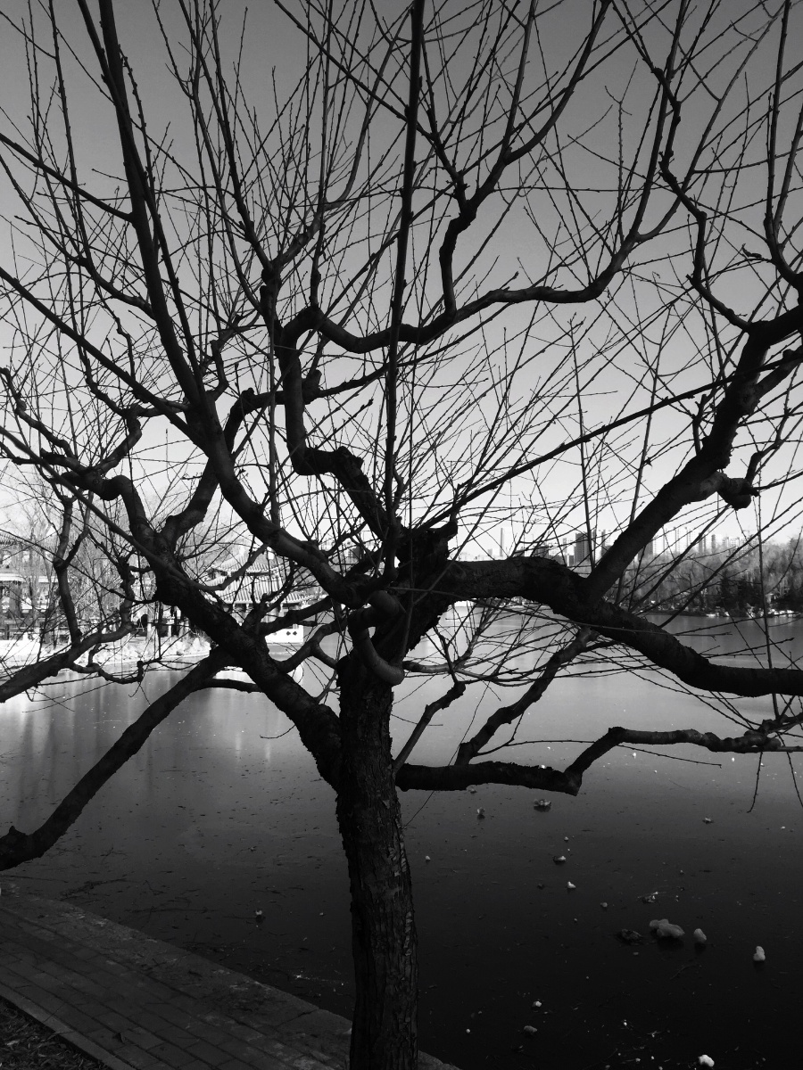 树.三部曲 - 黑白, 人文, 北京, 手机, 自然 - fairy1