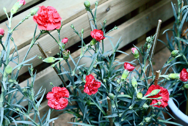 Dianthus caryophyllus