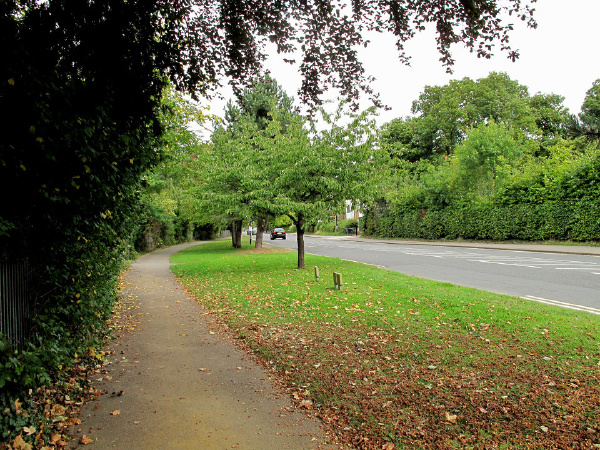 Marston Rd.街边草地上掉的都是毛栗子