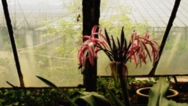 im Garten