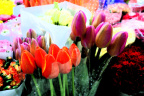 Tulpe