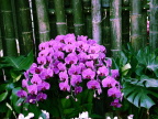蝴蝶兰