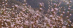 四月芳菲