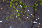 芳菲雨