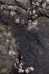 菲//3