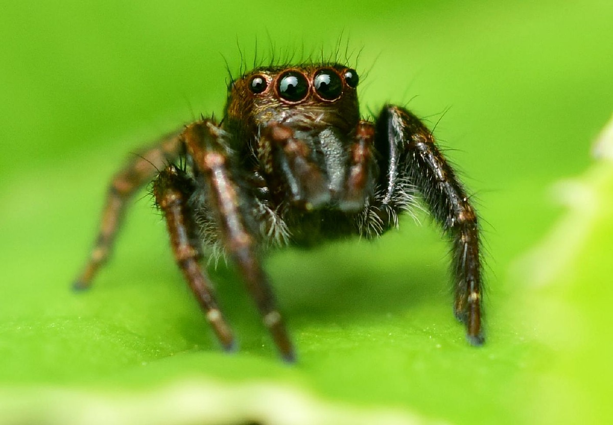 跳珠 - 生态 - 腾云