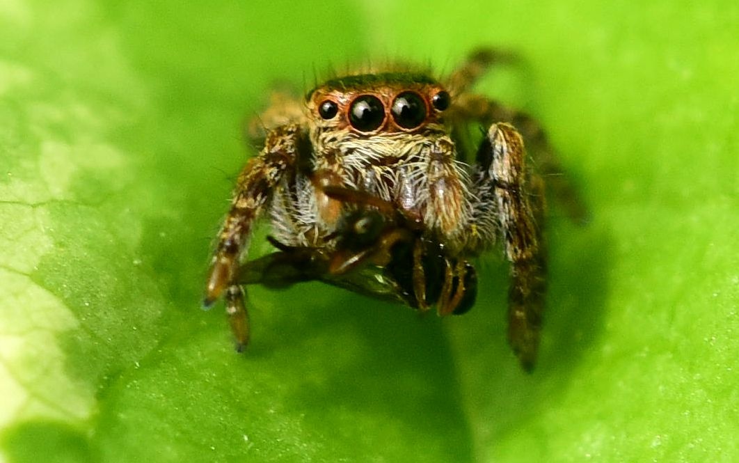 跳珠 - 生态 - 腾云