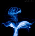 blue rose