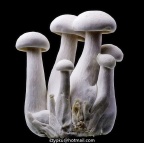 IMG_5609-Edit