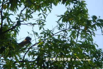 squirrel
