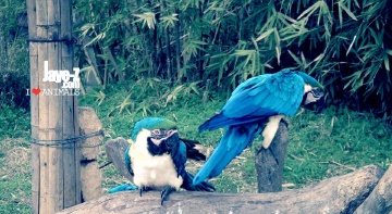 Blue Macaw 2